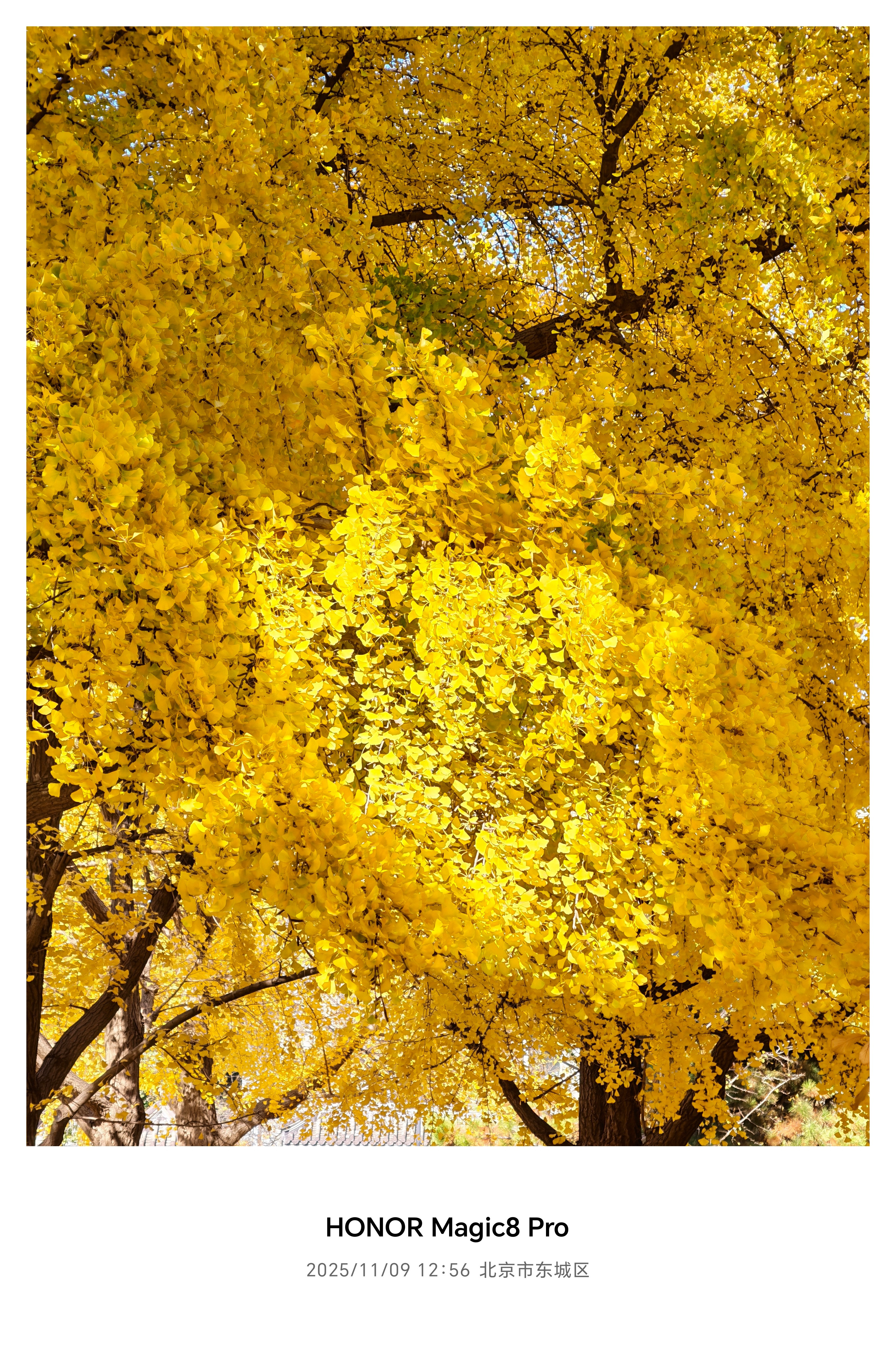 说真的，荣耀Magic8Pro能拍成这样太可以了！完全没浪费这满树的银杏～你看