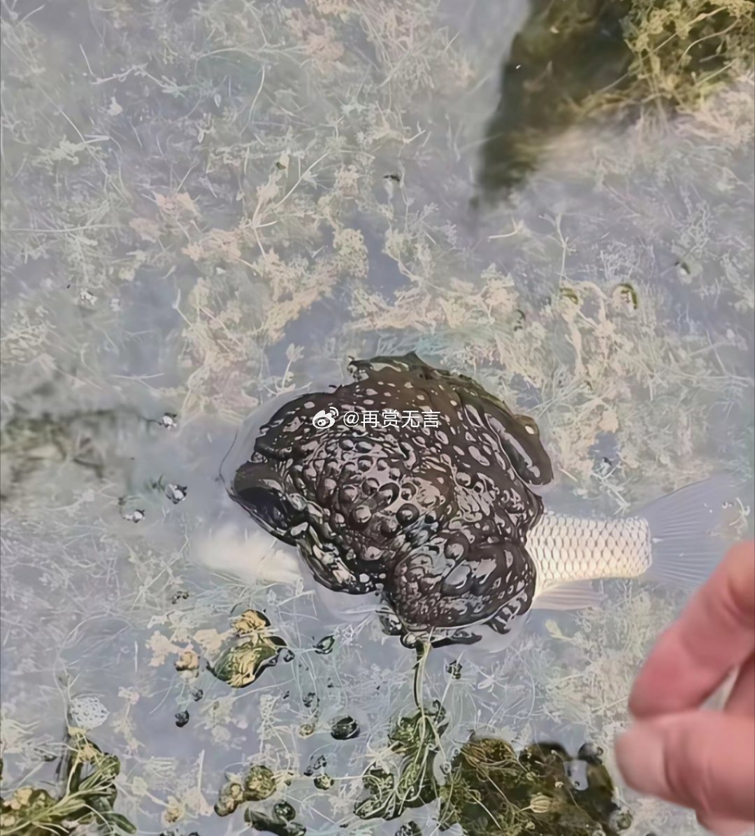 找不到合适的母蟾，临急找条母鲤做夫人？？？？怪哉！！！