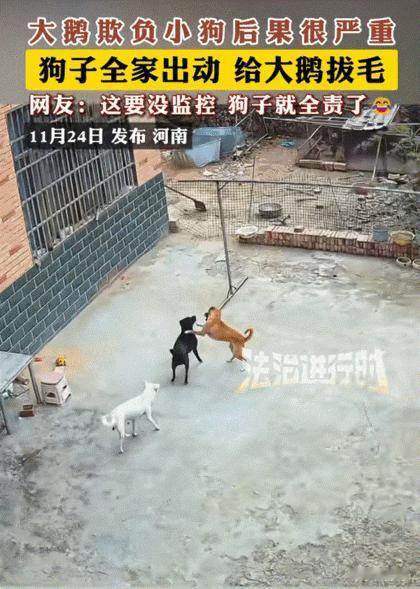笑不活了！河南，大鹅欺负小狗崽，受完气的小狗崽回家直接给狗家长告状。结果万万没想