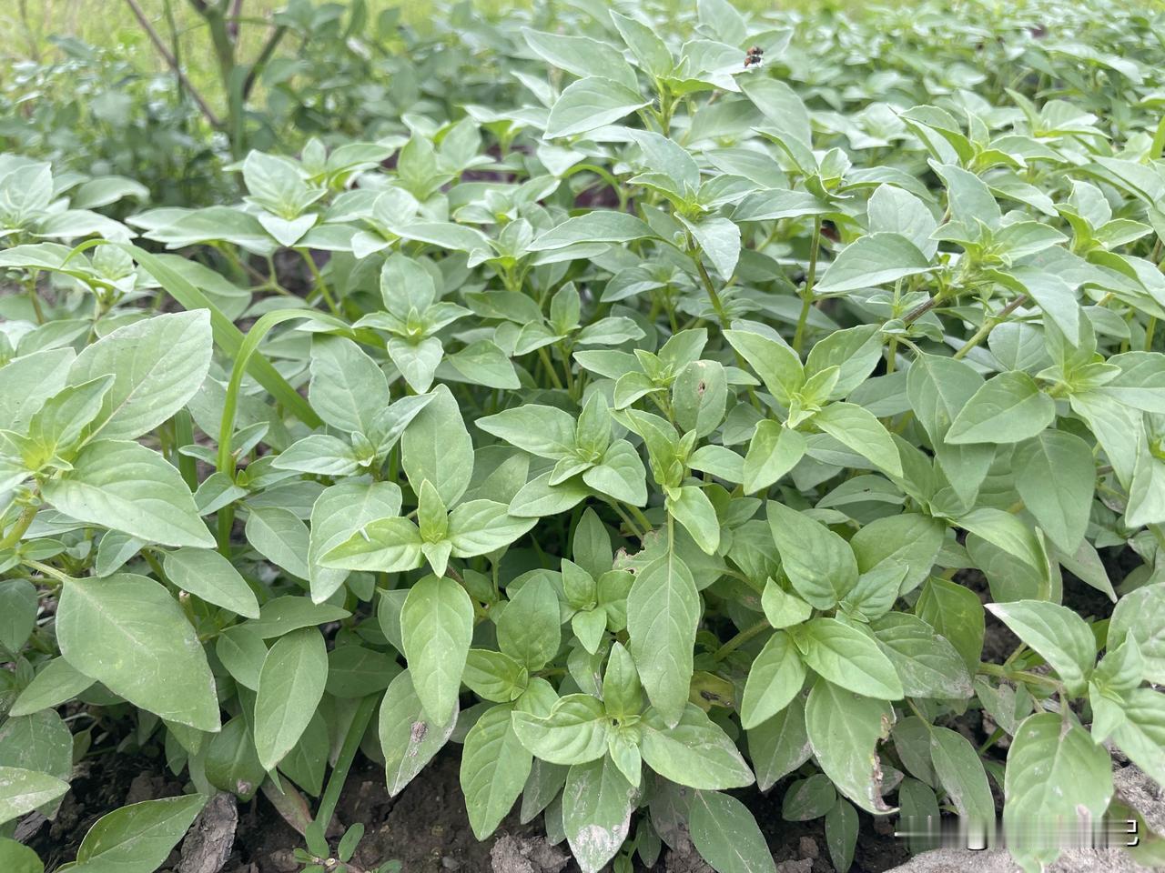 这种菜，大多数人都没吃过吧
