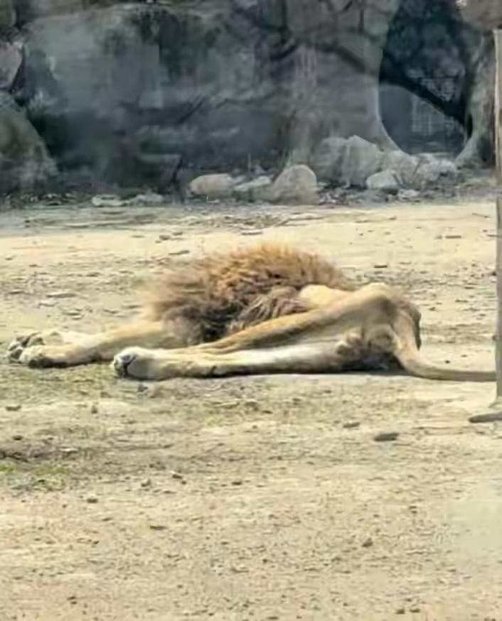 配偶去世太伤心，40多天几乎不吃东西“饿成片片”。这事你别不信，只不过这回把