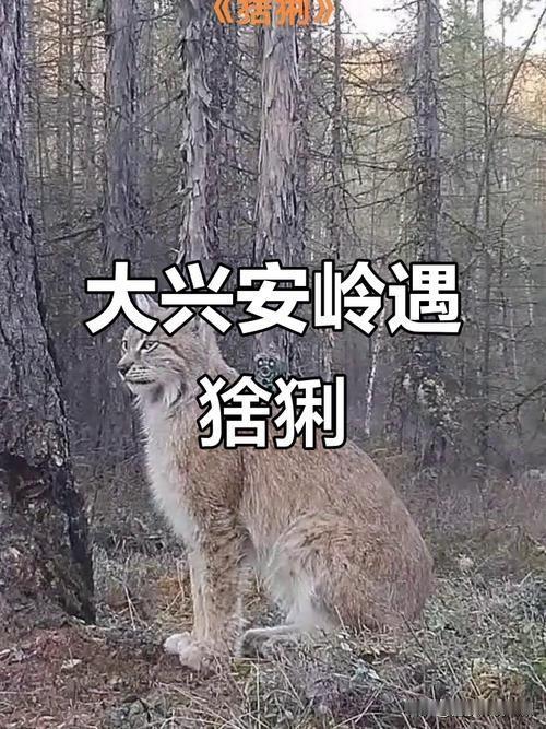 2026年1月，黑龙江大兴安岭惊现“打卡狂魔”——一只猞灁连续多日准时现身检查站