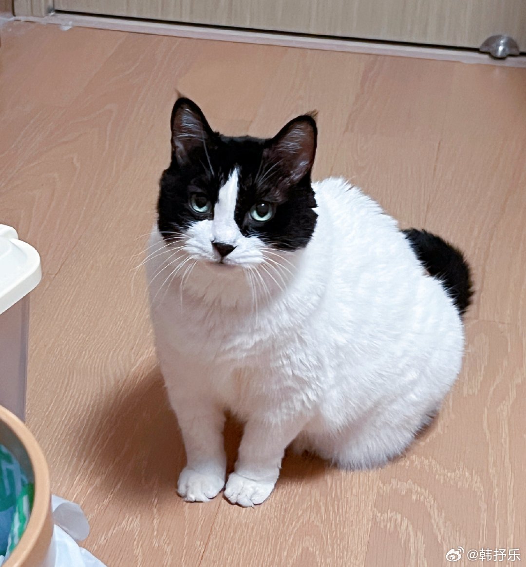 早晨我早早起来，把猫关进书房，喂了猫粮，然后躺在书房睡回笼觉。终于不再吵人安眠了