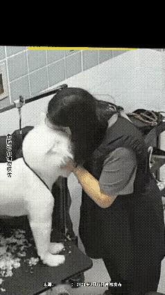 小姐姐带狗狗去宠物医院打疫苗。小姐姐很心疼，跟狗狗贴贴安慰它，狗狗忽然咬了她，小