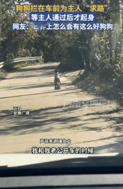 太有灵性了！安徽一女子开车回家，发现前方有一条狗，她刚准备绕过，没想到，狗狗突然