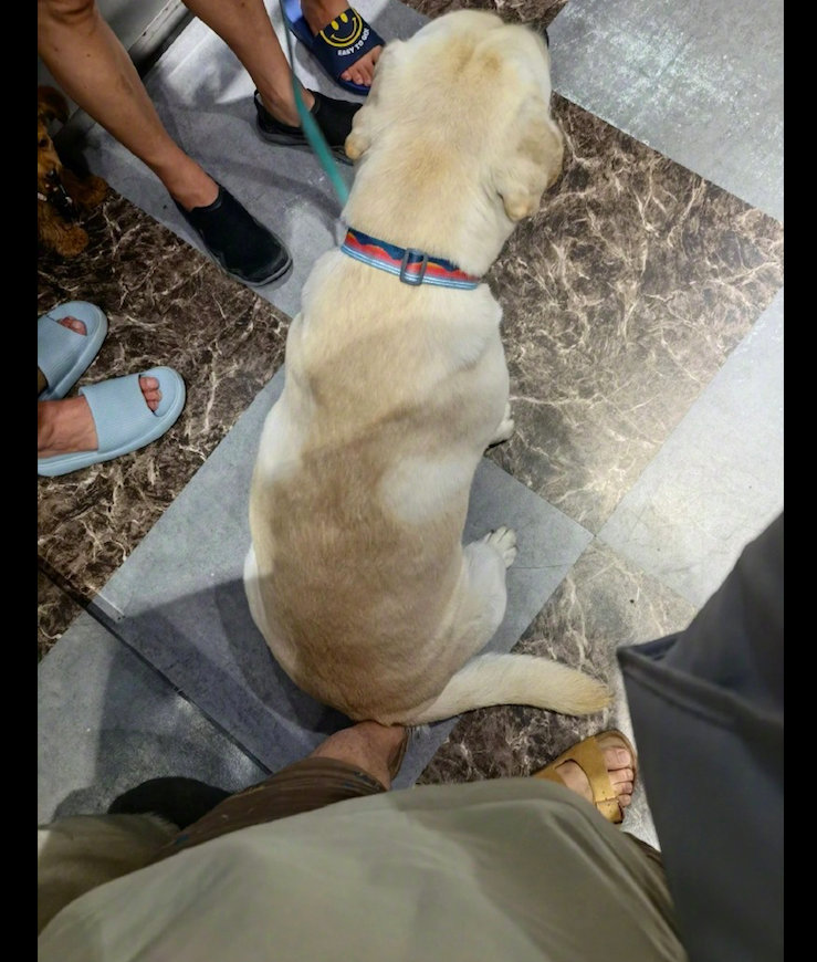 拉布拉多进入电梯后，直接就坐在了网友的脚上，是怕地上凉吗？有这么一位网友，这一天