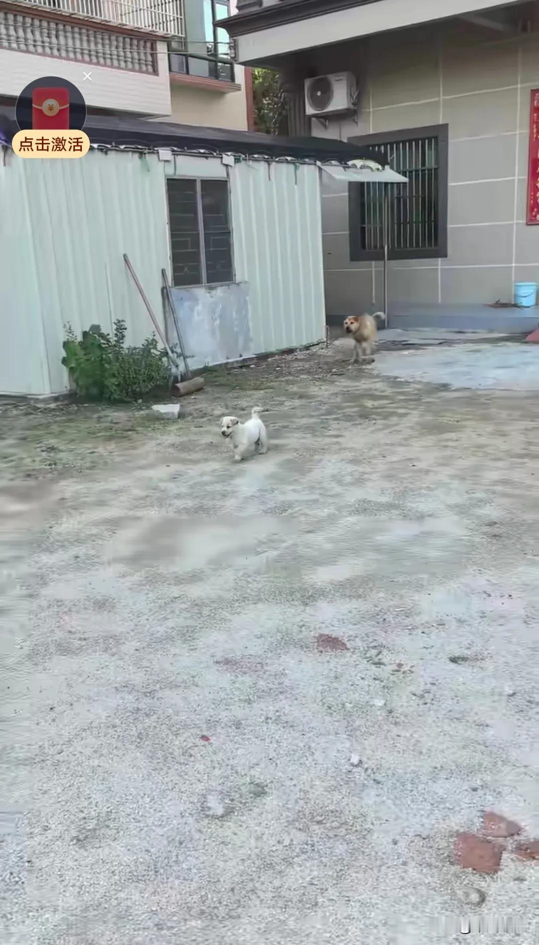 小奶狗被送给别人收养了半个来月，妈妈过来看它的时候，小奶狗在远处看了一会儿，确认