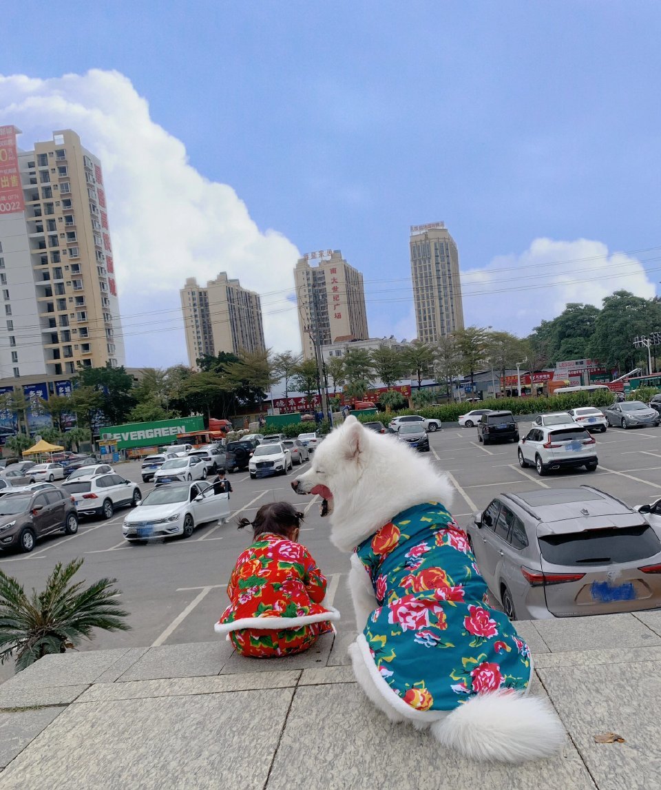 萨摩耶：我要吃小孩啦！~~~~~我装的[吐舌头眯眼睛笑]​​​