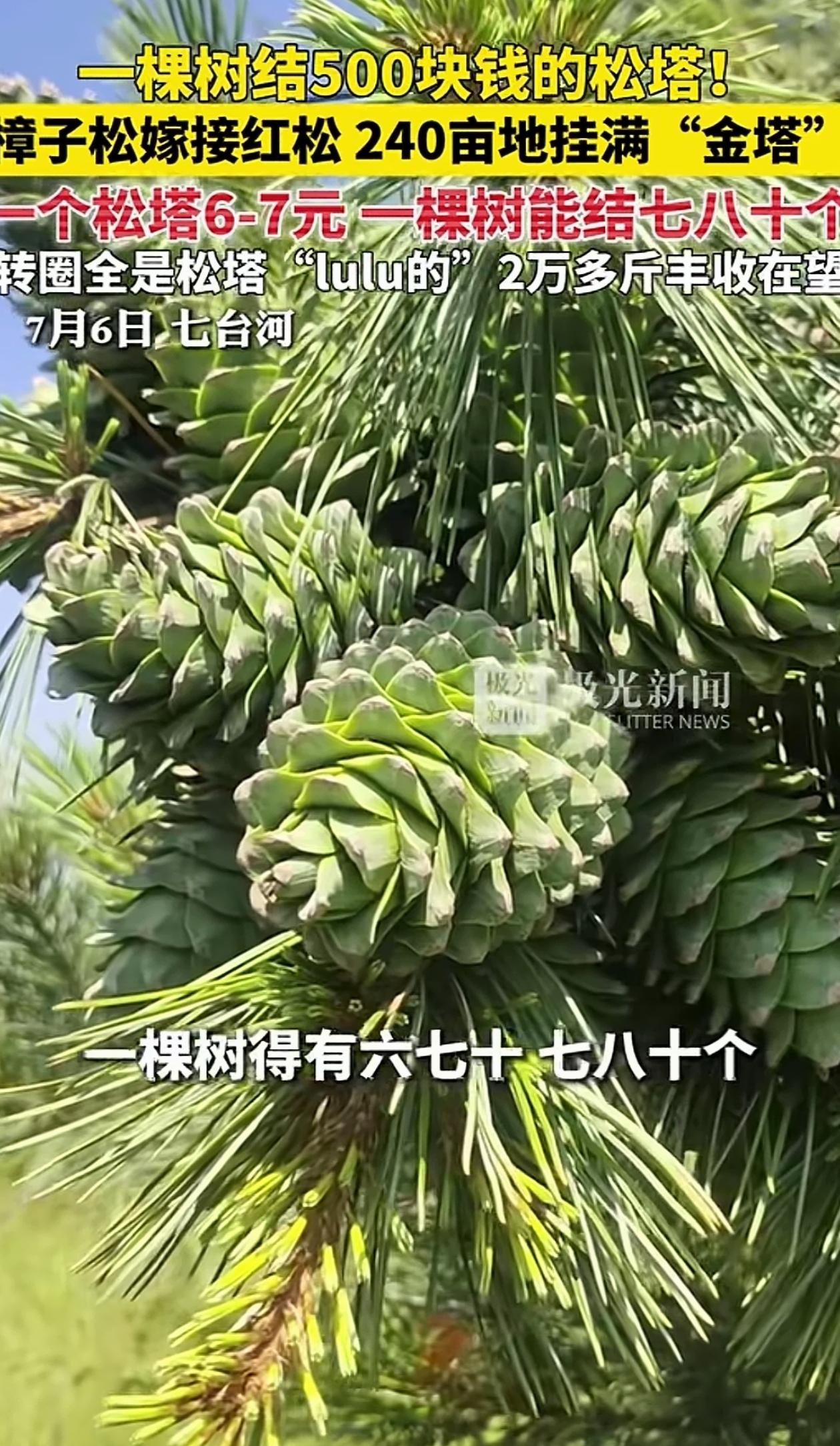 “发财了！”黑龙江七台河，研究员突发奇想，将樟子松与红松嫁接到一起，结果培育出一
