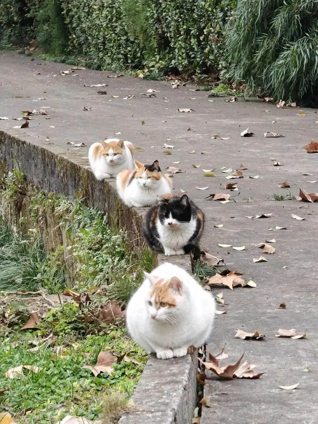 四只胖蹲蹲！[红脸笑]​​​