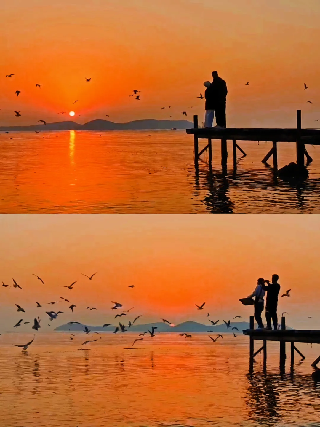 不用去挤鼋头渚❗苏州免费的红嘴鸥❗美哭了