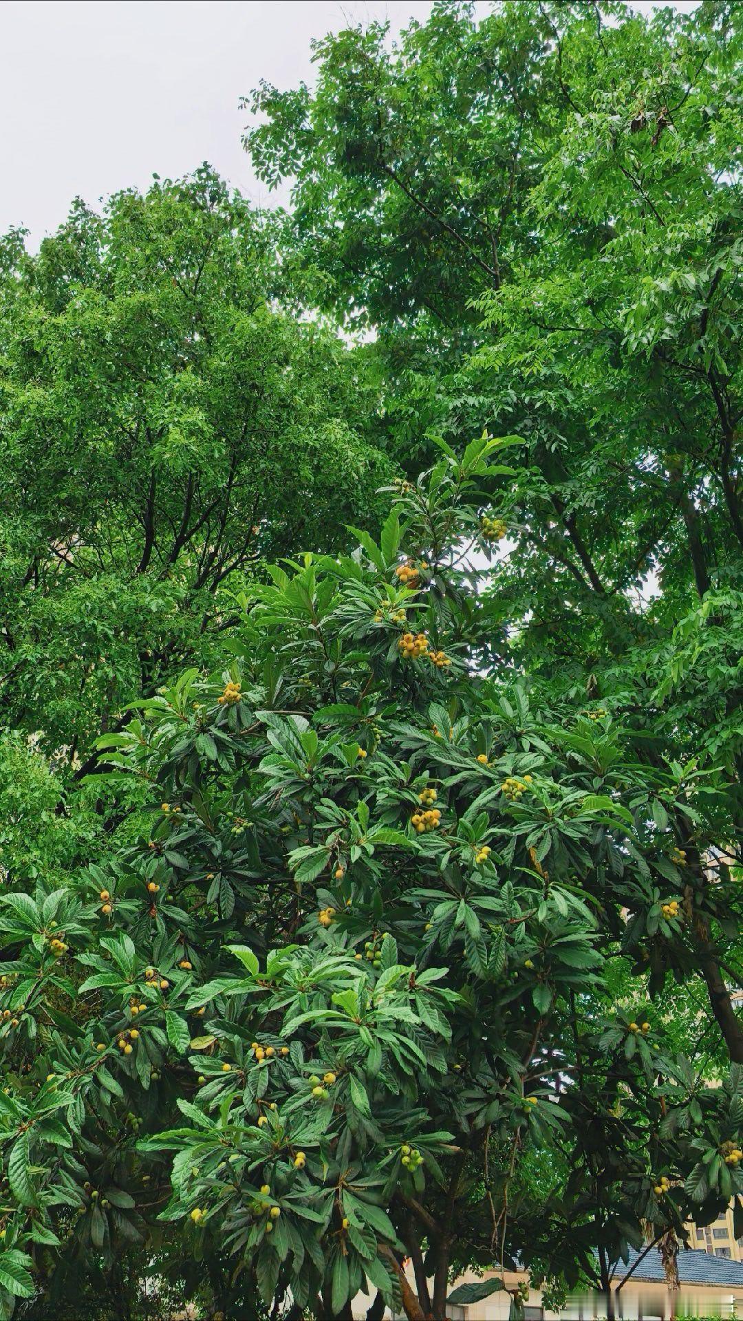 我家门口有两棵树，一棵是枇杷树，另一棵也是枇杷树。但是枇杷还没熟，外面路上的枇杷