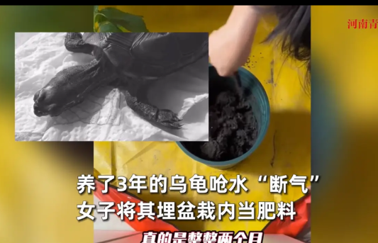 “活久见！”5月28日，四川成都，一女子养了好几年的乌龟突然断气，女子悲痛之余将