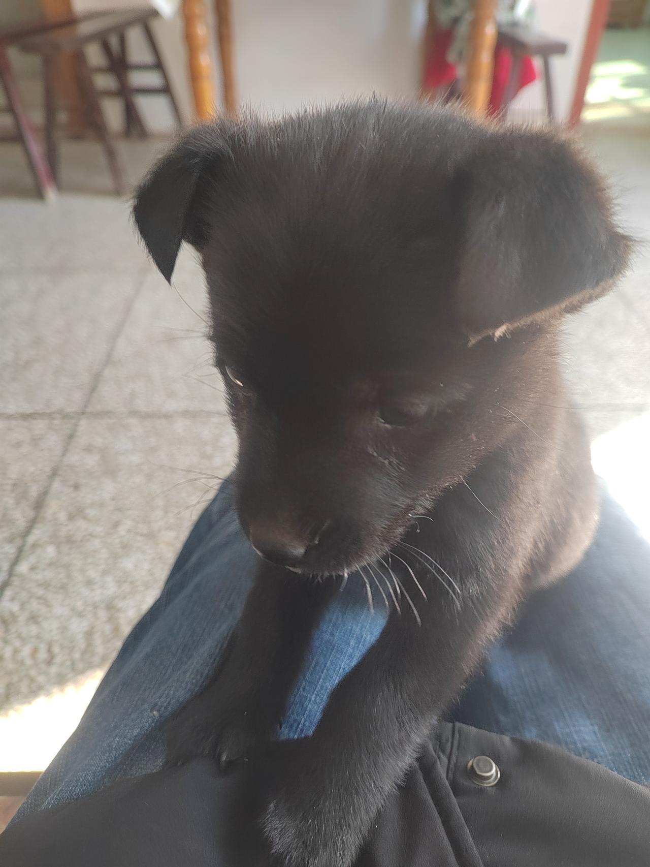 动物和人一样，也是有喜怒哀乐的。开心时，它会在你身边蹭来蹭去，不停的围着你转