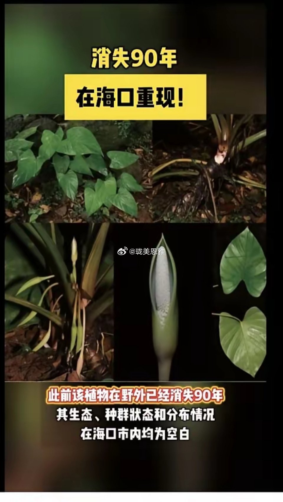 专家真厉害！消失九十年的东西都能找到，佩服！专家说这是长生不老药我都信！