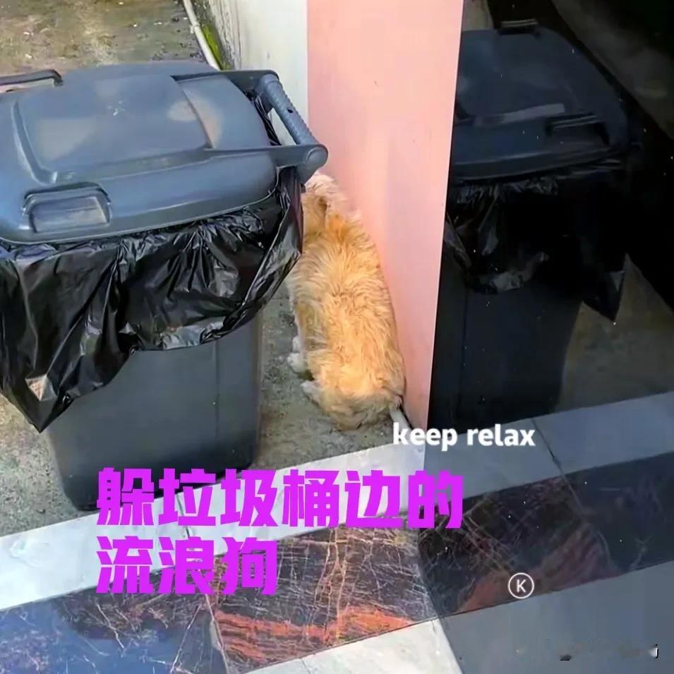 公司楼下不知道什么时候，来了一只流浪狗。当我发现狗子时，它正躲在垃圾桶的后面，看