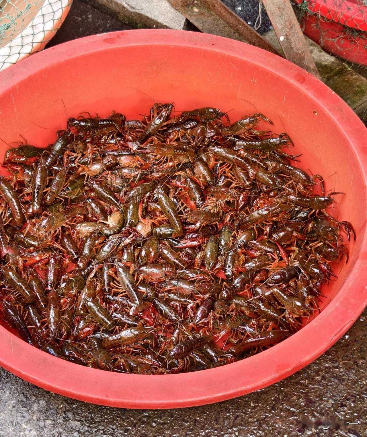 小龙虾价格直接“腰斩”，“吃货”们有口福了。今天去菜市场，看到水产摊前立着一