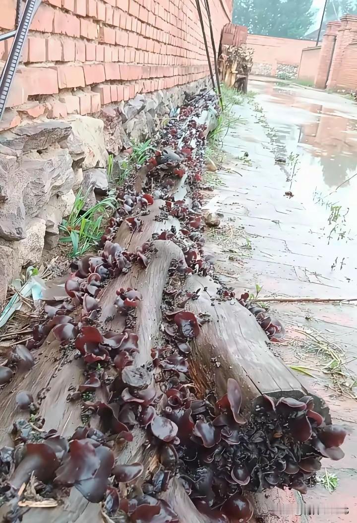 这个能吃吗[无奈吐舌]