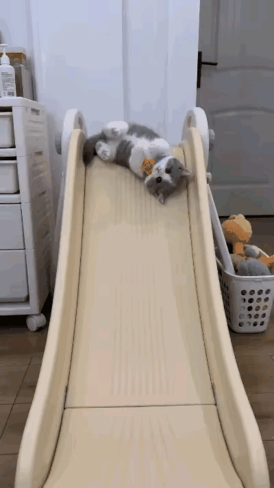 主人特意给小猫咪安排了迷你小爬架，小家伙玩得停不下来，每天都要爬好几回，开心得不