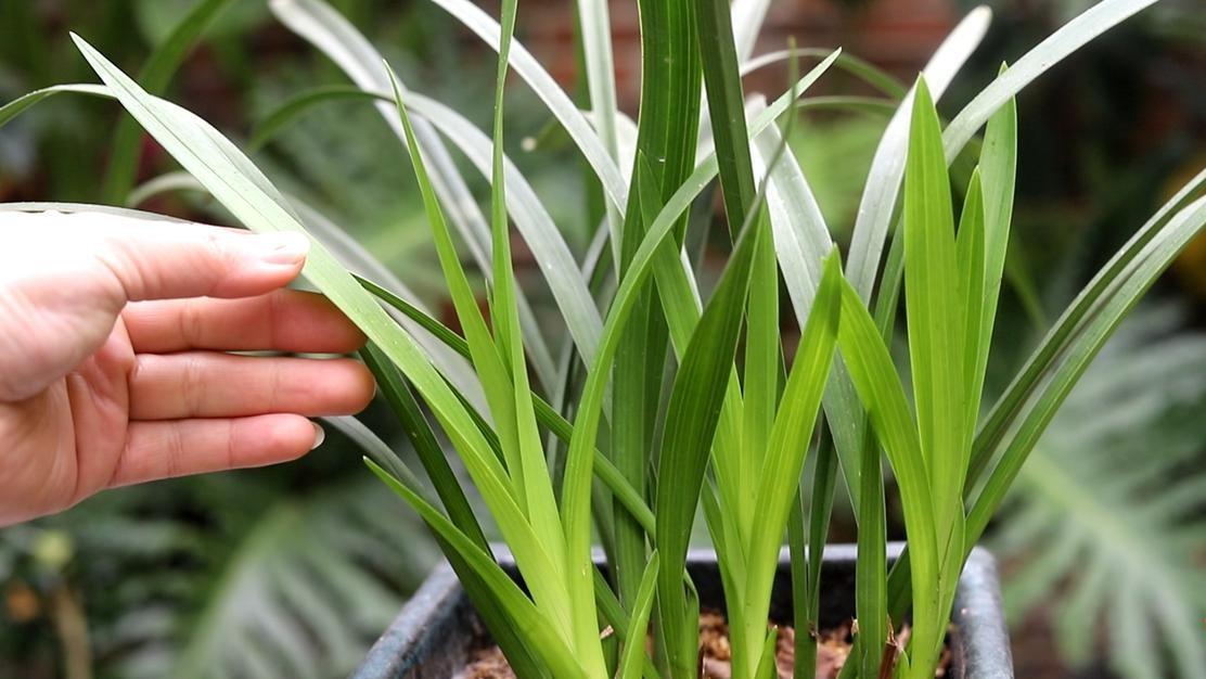 兰花冒新芽? 3个养护关键点助它茁壮成长