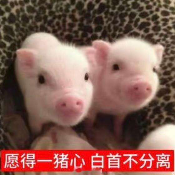 家人们觉得我能开出晚安喵吗