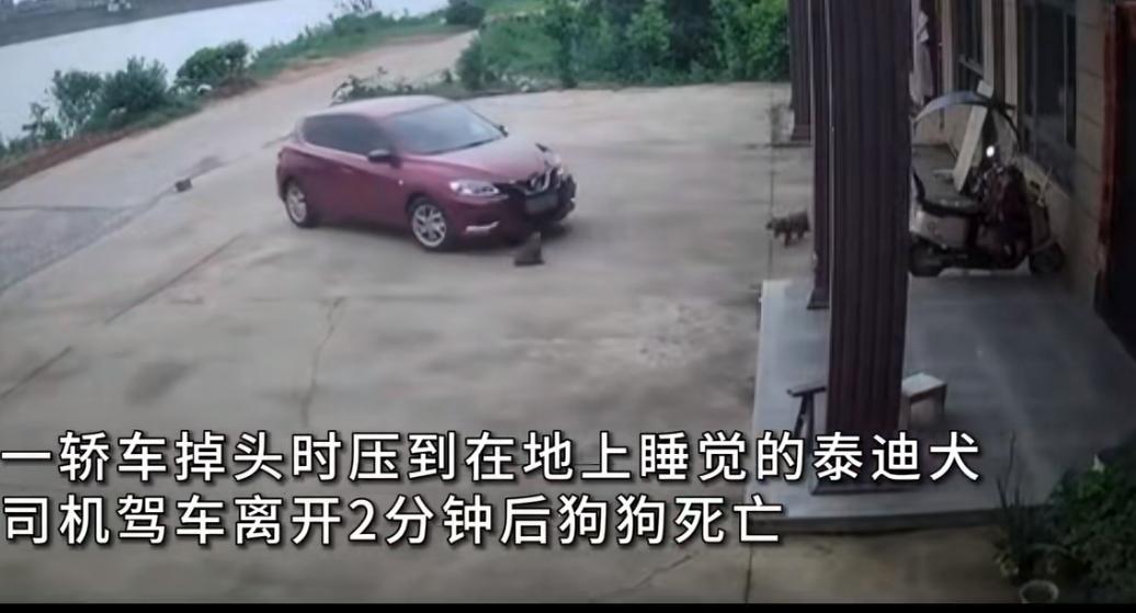 江西上饶最近发生的这件事，让不少养宠家庭看得心里堵得慌。郑先生家里养了六七年的泰