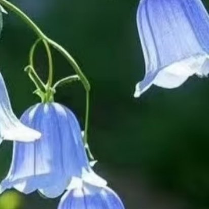 每日一善风铃草的日常种植养护秘籍寓意：风铃草象征温柔、健康、感恩、创造力。喜欢