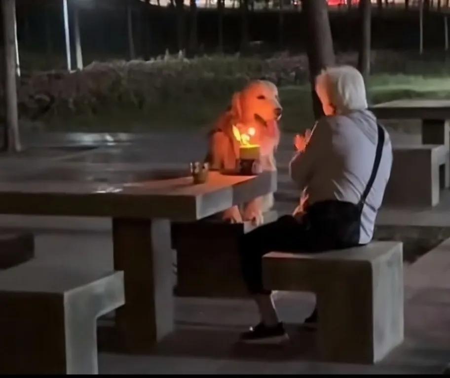 看到一位网友发的视频，一位孤独的老人和她的狗狗在一起过生日，公园里的石椅上，她（