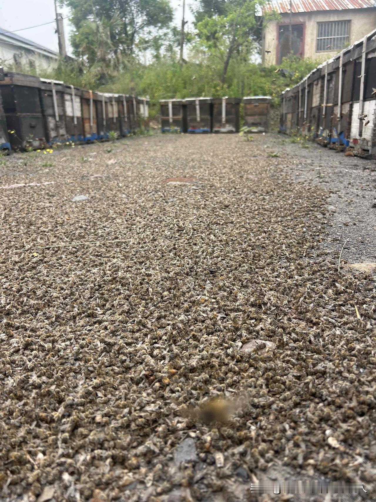 你们看看，这就是我养蜂人的一年。刚从湖北油菜地回来，心都凉透了。那边油菜打药