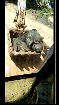 这肉duangduang的，应该很好吃