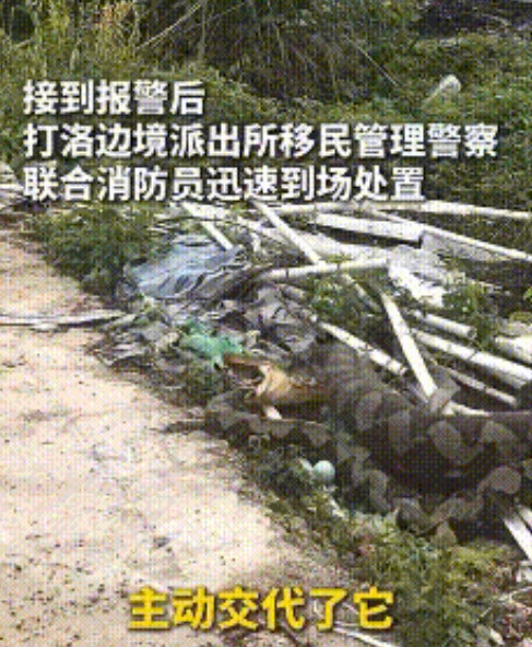 “真懂事！”云南西双版纳，一条4米长的大蛇偷偷溜进村民家，吃下整整八只鸡，被村民