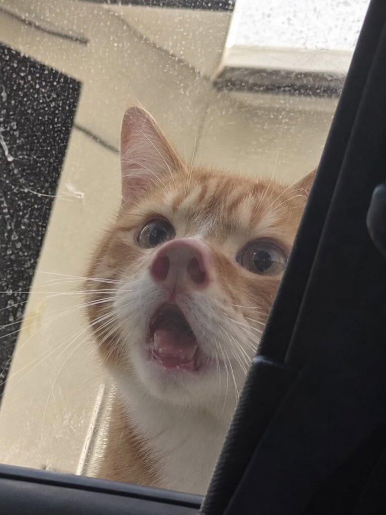猪咪​​​