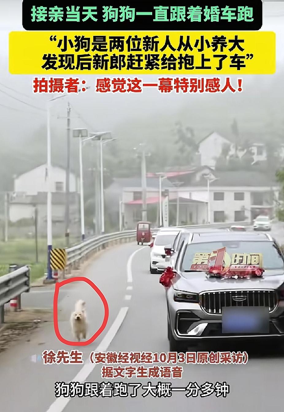 “太有灵性了！”湖南岳阳，新郎去接亲时，没想到，养的狗狗追着婚车跑了一分多钟。摄
