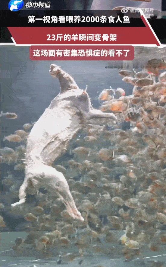 头皮发麻！广东，一博主为了搞出点轰动的大场面，居然把整整23斤重的整羊，直接扔进