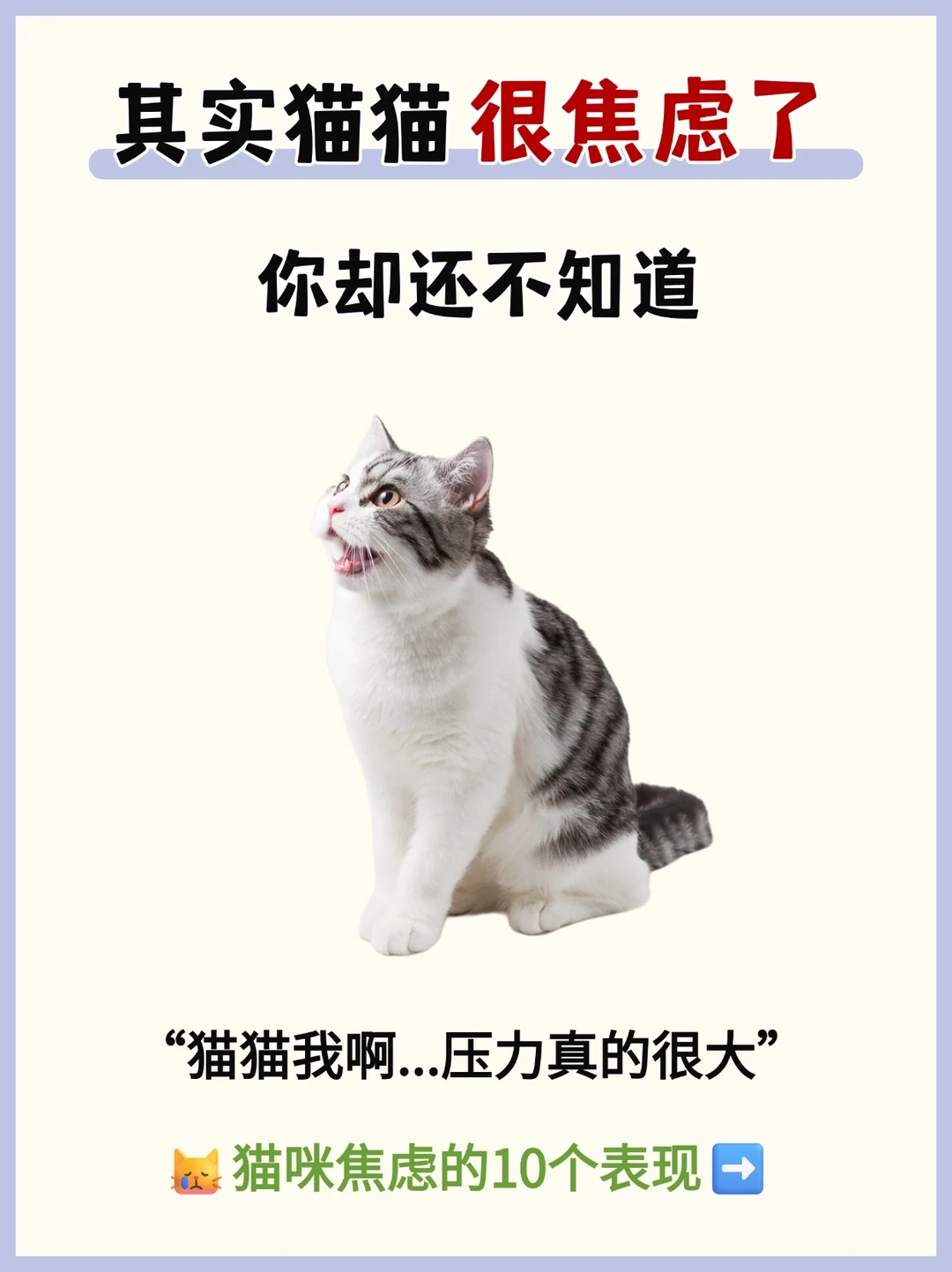 其实猫咪也会很焦虑‼你却还不知道😿