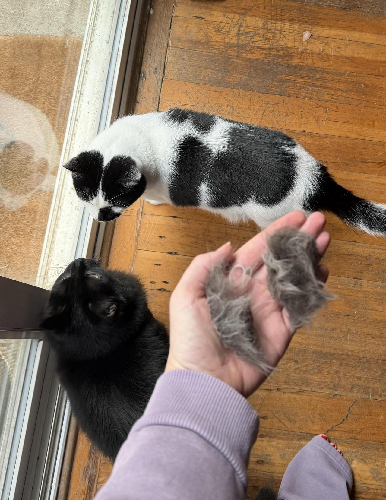 有人家里养了两只猫，一只是黑白花的一只是纯黑的，结果给它们梳毛的时候发现梳下来的