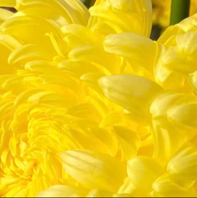 0000狮子大菊种植1.土壤选择：狮子大菊喜欢疏松肥沃、排水良好的微酸性土壤，