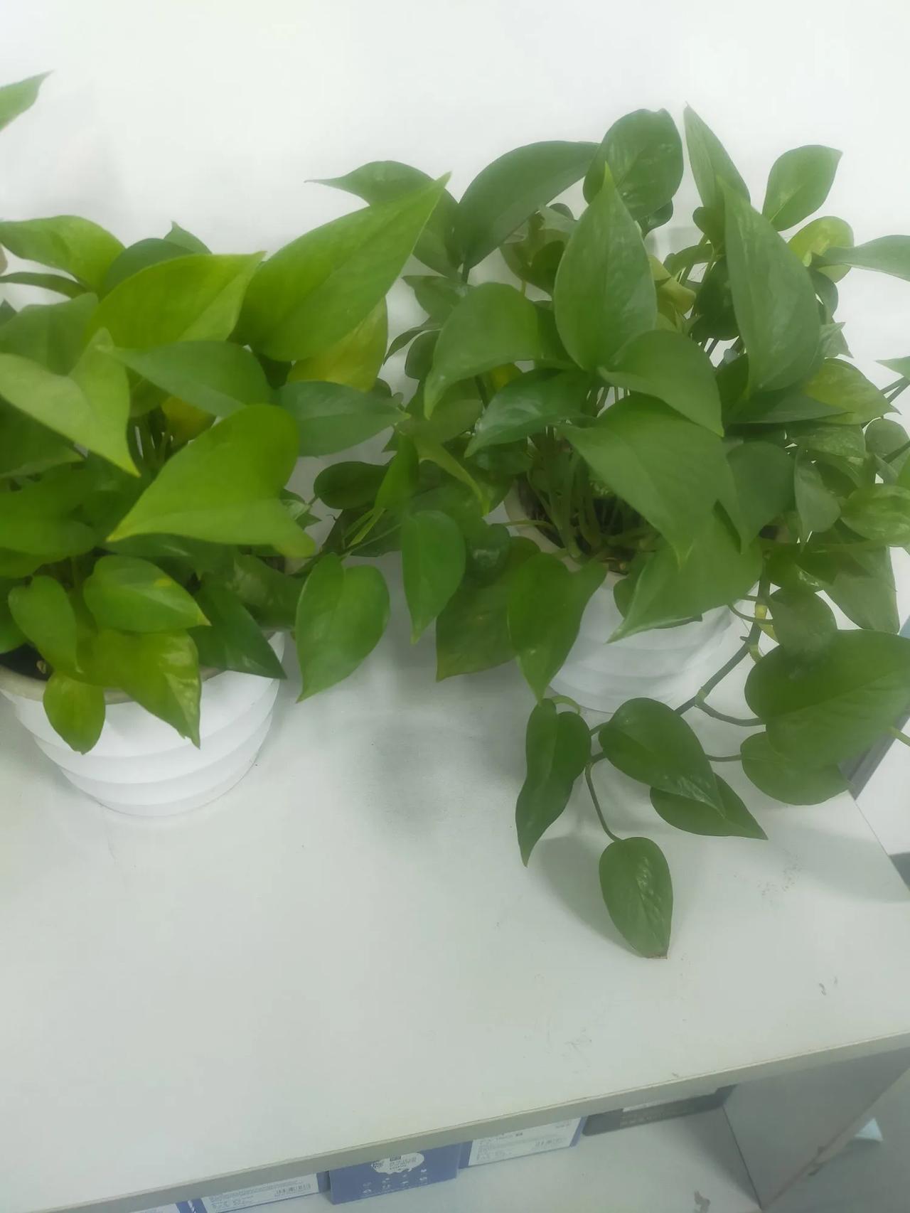 笑不活了！公司聚餐老板说能带另一半，小姑娘一句话直接让全场静音！憋半天冒