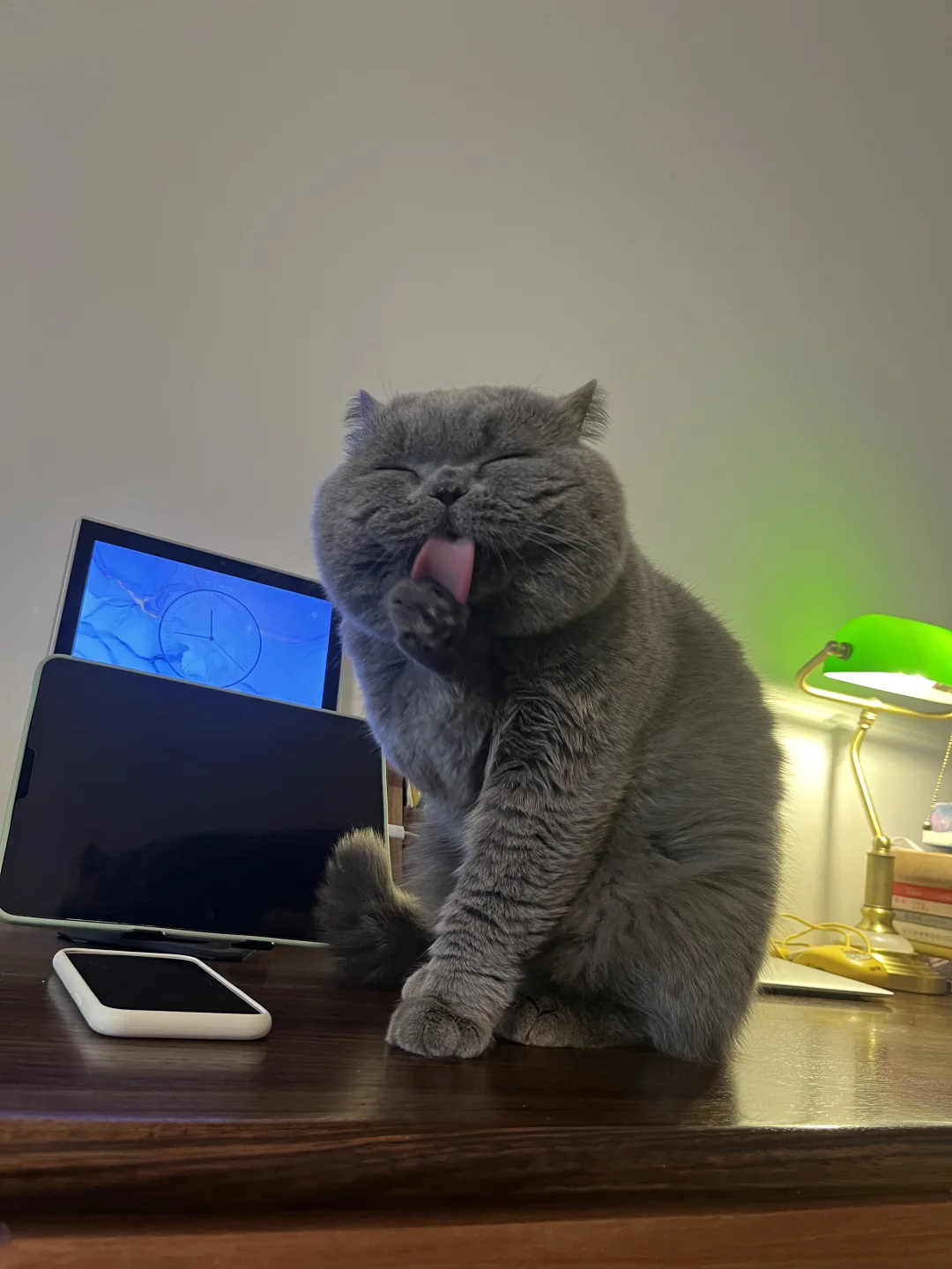 过分可爱了啊……