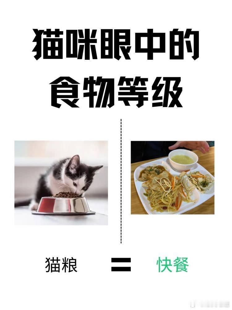 猫咪眼中的食物等级养猫多年才发现，在猫主子眼里，食物和水的等级划分简直离谱又好笑