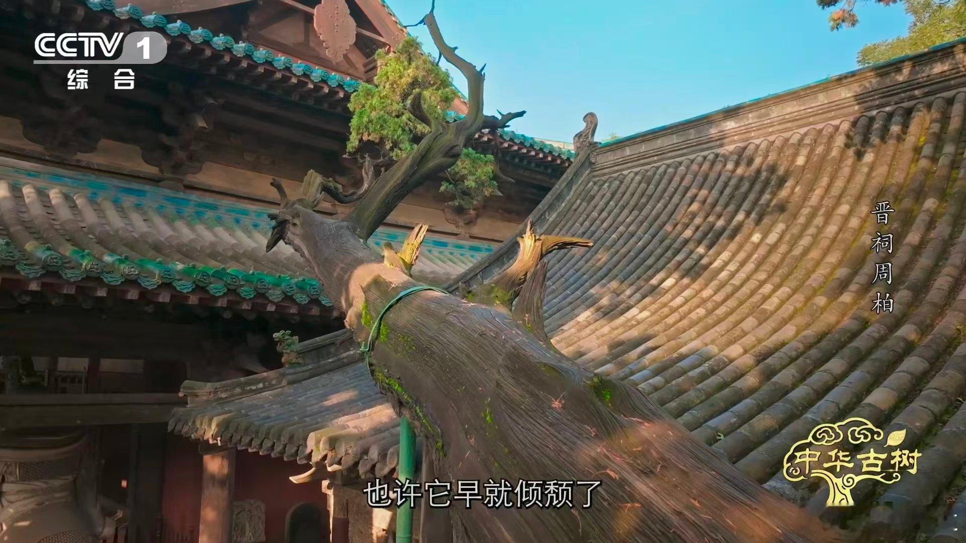 3000岁古柏躺着长了数百年晋祠周柏横卧数百年，三千年不是挺拔的记录，是逆势