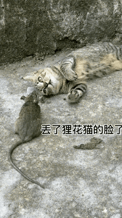 老鼠倒是跑啊[捂脸哭]