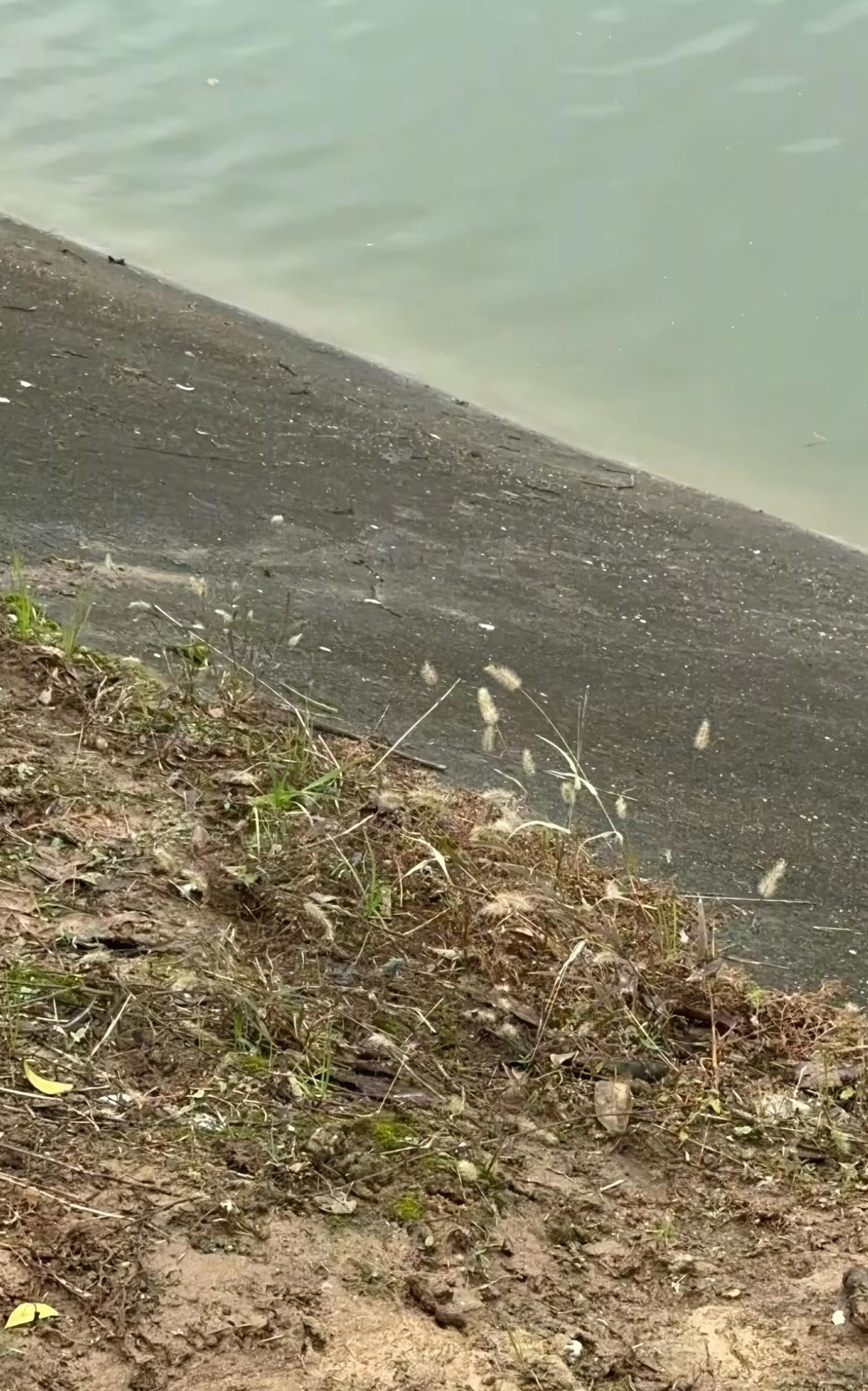 11月7号，华中农大27岁博士生冯某某在学校湖里意外溺亡！遗体当天被打捞上岸，警