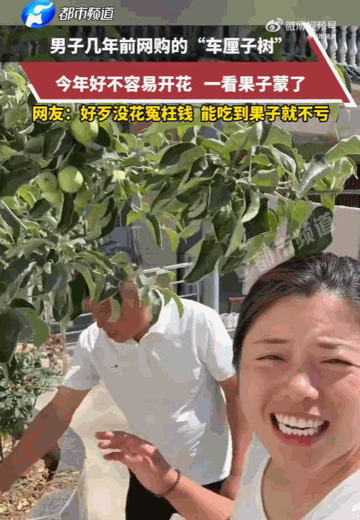 “这是老天爷给的盲盒”！6月3日金羊网报道，河南，男子网购了棵车厘子树苗，到手后