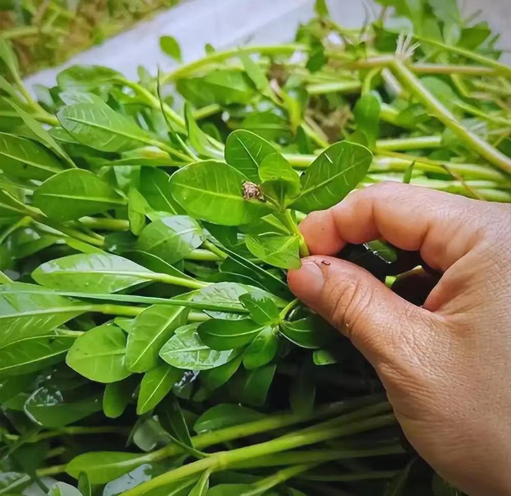 九十年前，日本人把一种毒草带到了中国，并进行大规模种植，它迅速扩散成灾，差点让我