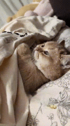 哎哟喂，大学生放假回家，头回见妈妈养的橘猫，听说这猫从小就不掉毛，妈妈还让它晚上