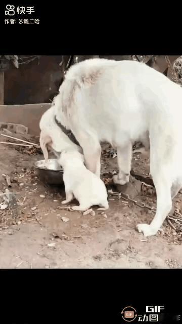 母爱在美食面前不值一提[无奈吐舌]