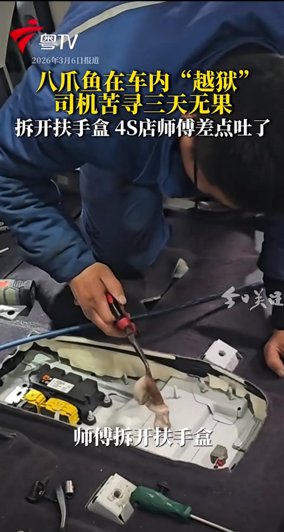 笑不活了！山东一网友发视频称自家买的八爪鱼钻进了车内，一番折腾找了3天都没找到。