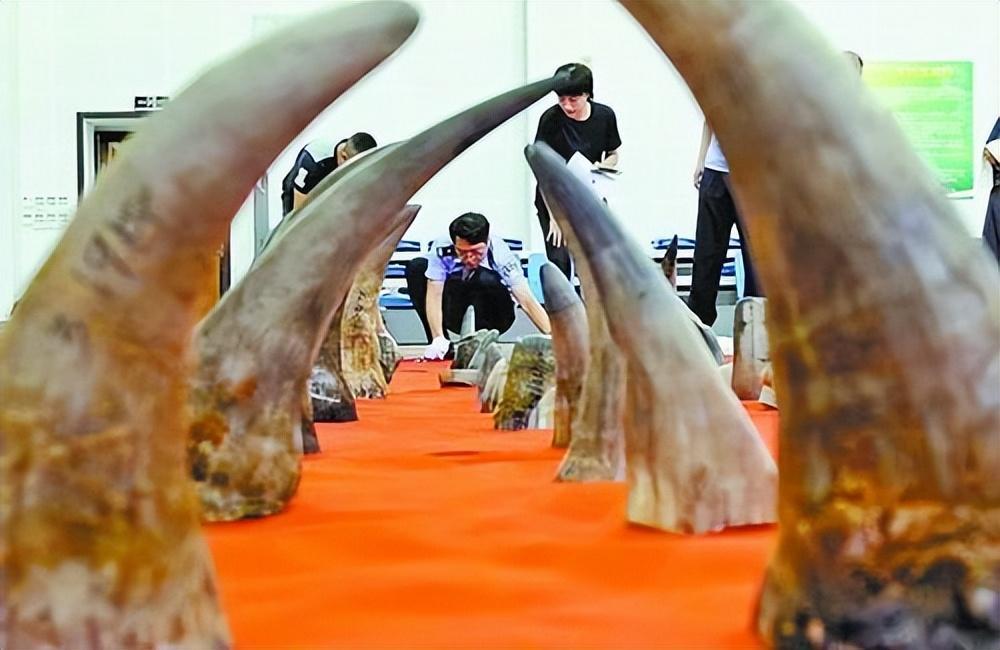 中国犀牛只是在国内彻底绝迹，野生种群在国外依旧存在，为何我们为啥不引回国内？