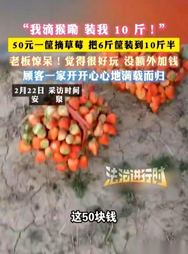 安徽一个草莓园老板，放话出去：50块钱一篮子，随便装。结果，一家人抬着一篮草莓